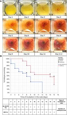 A Novel Egg-In-Cube System Enables Long-Term Culture and Dynamic Imaging of Early Embryonic Development